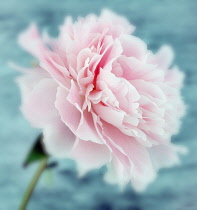 Peony, Paeonia lactiflora 'Sarah Bernhardt'.