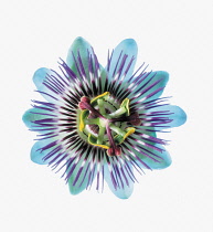 Passion flower, Passiflora caerulea.