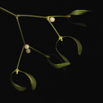 Mistletoe, Viscum album.