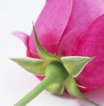 Rose, Rosa.