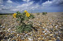 YellowHornedPoppy, Glaucium flavum.