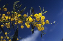 Wattle, Mimosa, Acacia cyanophlla.