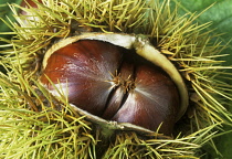 Chestnut, Sweet chestnut, Castanea sativa.