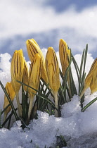 Crocus, Crocus chrysanthus.