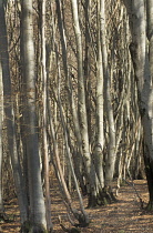 Beech, Fagus sylvatica.