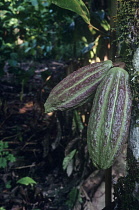 Cocoabean, Theobroma cacao.