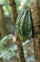 Cocoabean, Theobroma cacao.