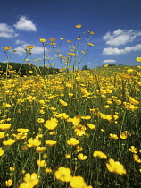 Buttercup, Ranunculus acris.