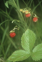 Strawberry, Wild strawberry, Fragaria vesca.