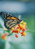 Lantana, Lantana camara.