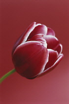 Tulip, Triumph tulip, Tulipa 'Astarte'.