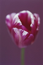 Tulip, Triumph tulip, Tulipa 'Zurel'.