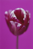 Tulip, Triumph tulip, Tulipa 'Zurel'.