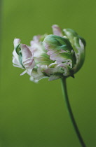 Tulip, Parrot tulip, Tulipa 'Greenwave'.