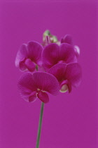 Sweetpea, Everlasting sweet pea, Lathyrus latifolius.