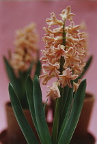 Hyacinth, Hyacinthus 'Gipsy Queen'.