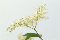 Elder, Sambucus nigra.