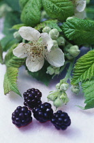 Blackberry, wild, Rubus fruticosus.