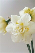 Narcissus.