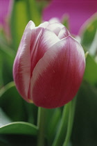 Tulip, Tulipa 'Valentine'.