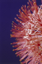 Bloodlily, Scadoxus multiflorus.