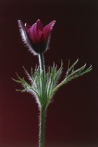 Pasque flower, Pulsatilla vulgaris.