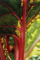 Swiss Chard, Beta vulgaris.