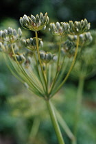 Fennel, Foeniculum vulgare.