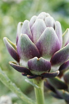 Globe Artichoke, Cynara scolymus.