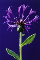 Cornflower, Perennial cornflower, Centaurea montana.