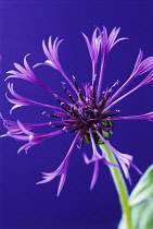 Cornflower, Perennial cornflower, Centaurea montana.