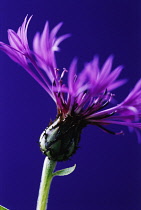 Cornflower, Perennial cornflower, Centaurea montana.