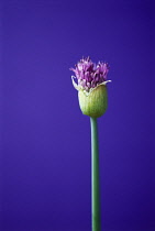 Allium, Allium 'Globemaster'.