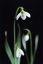 Snowdrop, Galanthus nivalis.