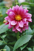 Dahlia.