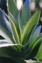 Leucadendron, Leucadendron argenteum.