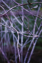 Bramble, Ornamental bramble, Rubus cockburnianus.