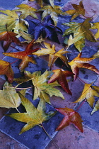 Sweetgum, Liquidambar styraciflua.