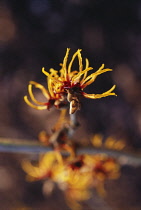 Witch Hazel, Hamamelis.