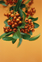 Pyracantha, Firethorn, Pyracantha coccinea.