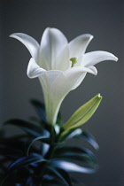 Lily, Easter lily, Lilium longiflorum 'Memories'.
