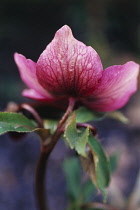 Hellebore, Helleborus orientalis.