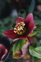 Hellebore, Helleborus orientalis.