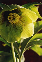 Hellebore, Helleborus hybridus 'Emerald Queen'.