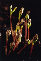 Sunflower, Helianthus annuus.