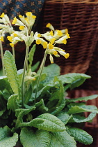 Cowslip, Primula veris.