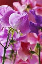 Sweetpea, Lathyrus odoratus 'Royalty'.