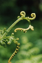 Fern, Bracken, Pteridium aquilinum.