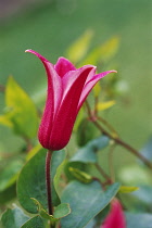 Clematis, Clematis 'Princess Diana'.