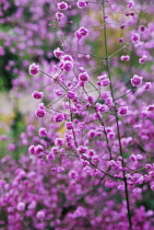 Meadow Rue, Thalictrum.